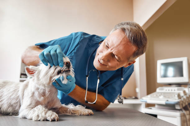 Best After-Hours Emergency Dentist in Kirkwood, MO